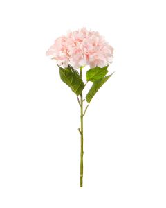 Hortensia Grande Rosa