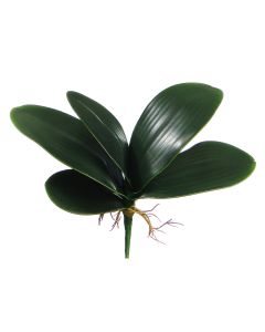 Hoja de Orquídea Verde