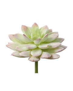Suculentas