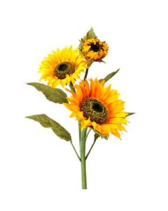 Girasoles