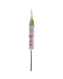 Eremurus Lavanda