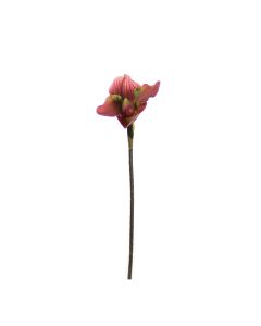 Flor Tropical Mauve