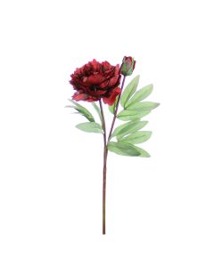 Vara de Peonia Rojo
