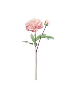 Vara de Peonia Rosa