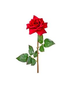 Rosa Roja