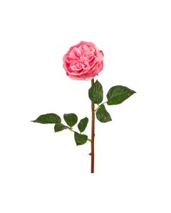 Rosa Rosa