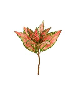 Follaje Caladium