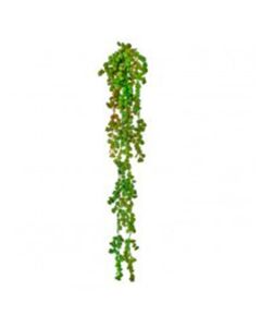 Colgante Suculenta 19"