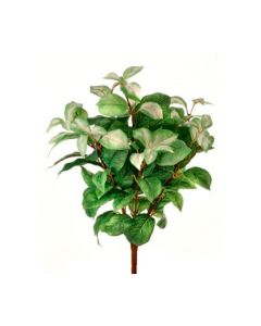Follaje Hoya
