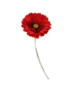 Flor Daisy