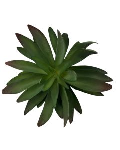 Echeveria Pick