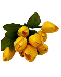 Tulipán X9