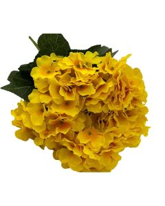 Hortensia X5