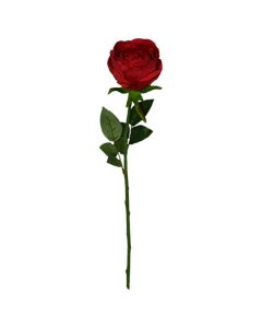 Rosa Inglesa
