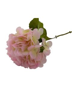 Hortensia Tex Natural