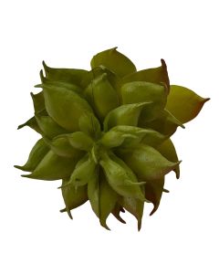 Suculenta