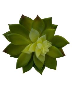 Suculenta