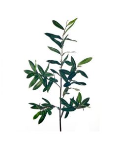 Follaje Olivo