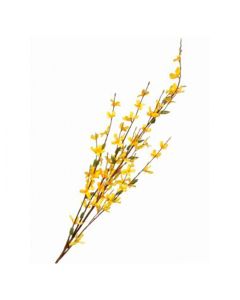 Forsythia Spray