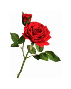 Rosa Roja