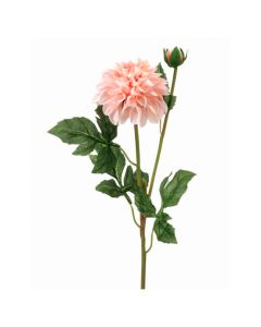 Dalia
