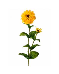 Zinnia