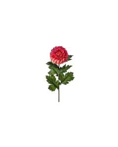 Dalia