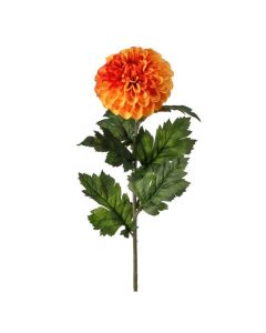 Dalia