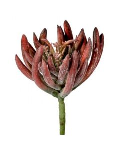 Suculenta