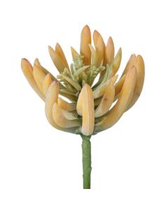 Suculenta