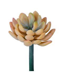 Suculenta