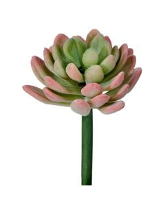 Suculenta