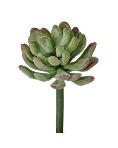 Suculenta
