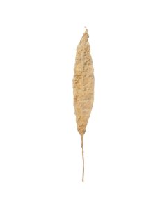 Hoja Decorativa