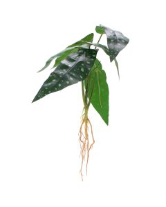 Planta Decorativa