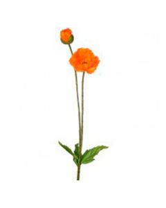 Amapola de Verano 29"