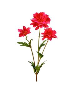 Ramo Cosmos