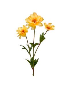 Ramo Cosmos