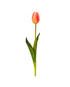 Tulipán