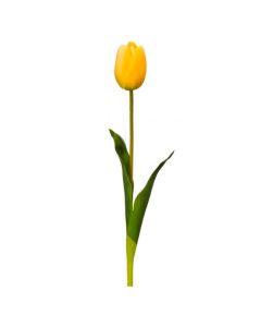 Tulipán