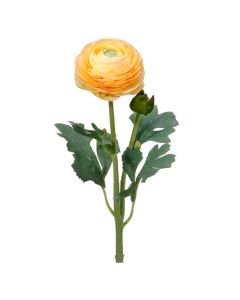 Vara Ranuculus