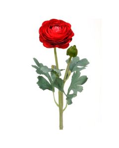 Vara Ranuculus