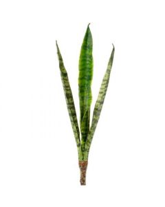 Follaje Sanseveria