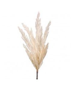 Pampas