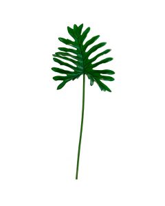 Follaje Hoja de Filodendro