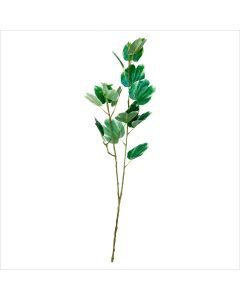 Follaje Hoja de Bauhinia