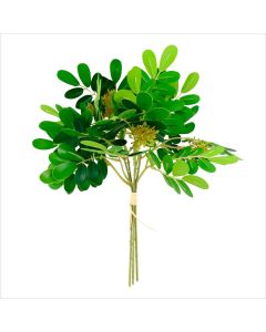 Follaje Robinia