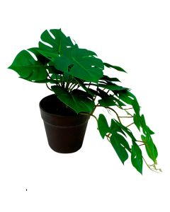 Planta Decorativa Monstera Chica