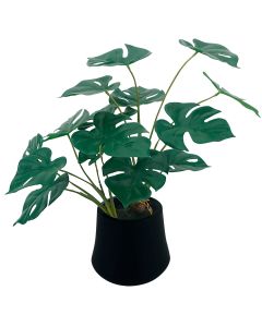 Planta Colgante Monstera Adansonii