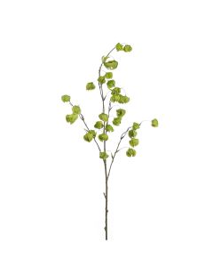 Enkianthus 41" X4 Crema